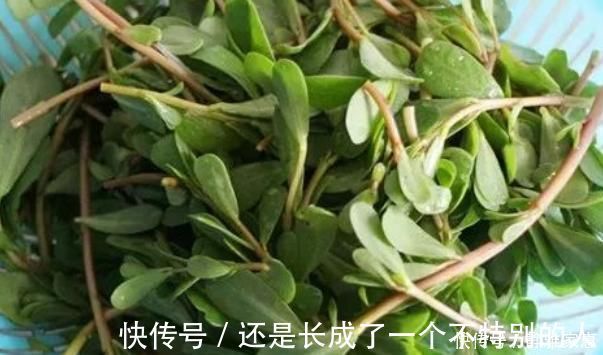 钾离子|马齿苋加一宝，白发变黑发，坚持15天，身体还会出现大变化