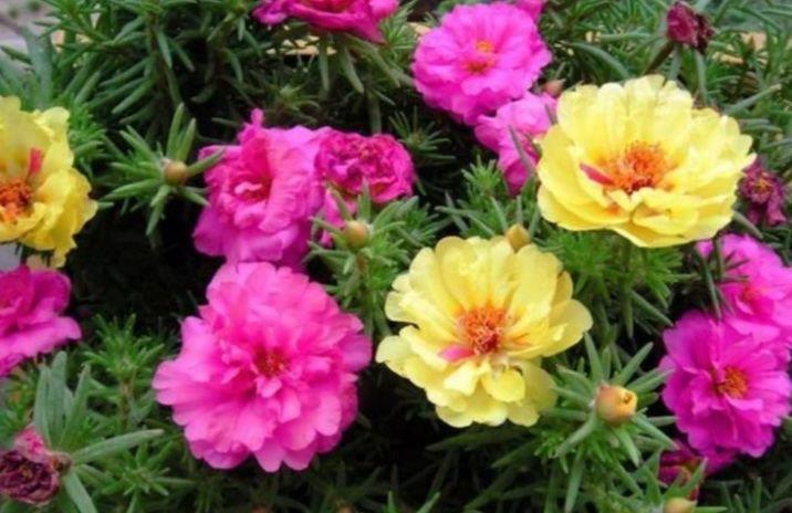 四种花常年开花易爆盆,被称为花卉界的劳模,养在哪里都爆盆
