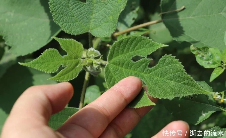 构树的叶子，是一种天赐民间的中草药