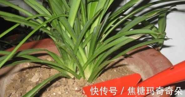 板结|养花浇水问题:过多、过少、浇不透土壤