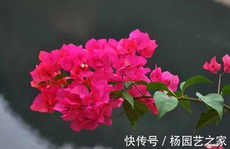 沙漠玫瑰|5种花特别怕冷，现在赶紧搬进屋，搬晚了全得冻死