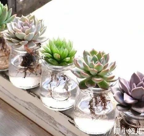 玻璃瓶纯颗粒养多肉,干净又好养,越养越上瘾