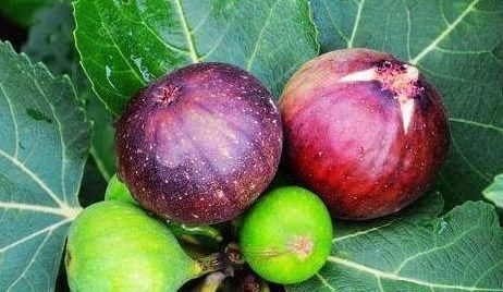 护肤|人到中年,适合常吃3种食物,疏通血管,补血护肤,安神助睡眠