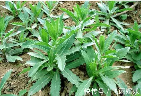 野草|农村无人问津的野草,能清热解毒,止血凉血,降血压,你认识吗