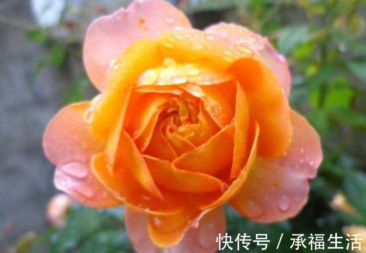 虹彩石|5种花懒人花，好养易活不易生病，有阳光就爆盆