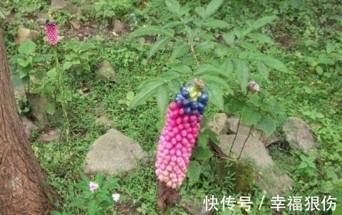 全身都是毒，却被拿来加工成食物，是火锅常备食材