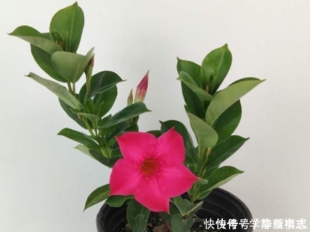 养花|养花怕养不好就选三种花，有土有水就行，随手一养就爆盆！