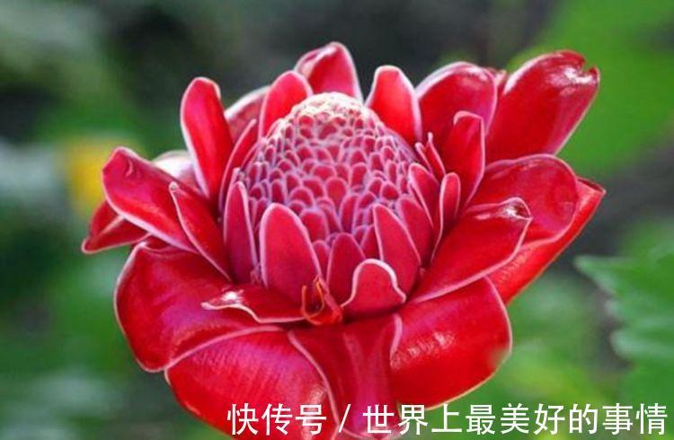 瓷玫瑰瓷玫瑰|5种花不仅花好看,名字也好听,还是爆盆能手