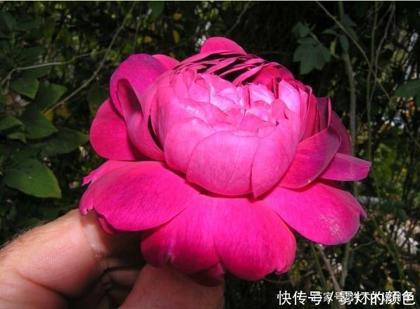 20款古老月季。数百年唯美传承，个个经典又抗病。远胜现代月季