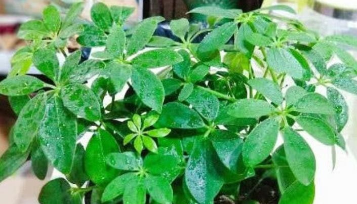 家里养这几款植物,娇小不占地,喜阳光,非常耐热耐旱耐贫瘠