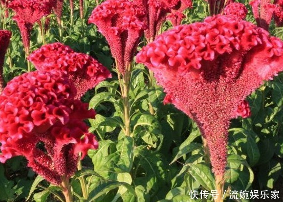 常吃|大夫提醒常吃以下野菜,能美容养颜,利于减肥,防治便秘