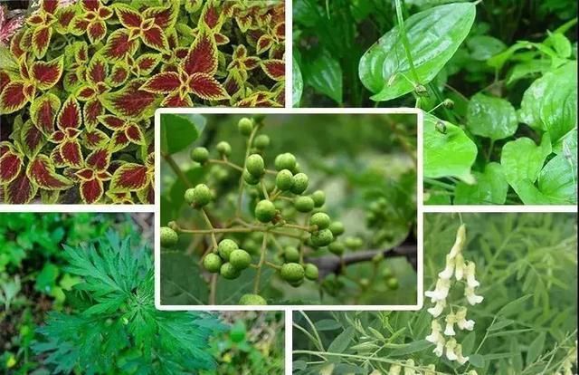 螨虫|床上螨虫成窝,家里老人小孩老过敏,教你1个土法子,让螨虫消失