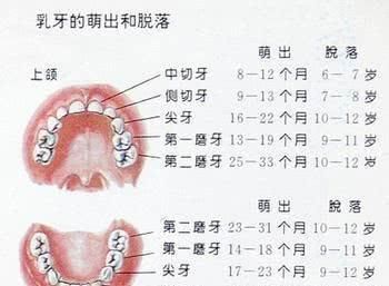 乳牙|7岁男孩长出“双排牙”，要一颗一颗拔掉，奶奶自责不已，赖我啊