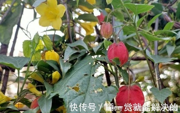 花香|家中养此花，空气清新家人健康，有阳台的一定要看看！