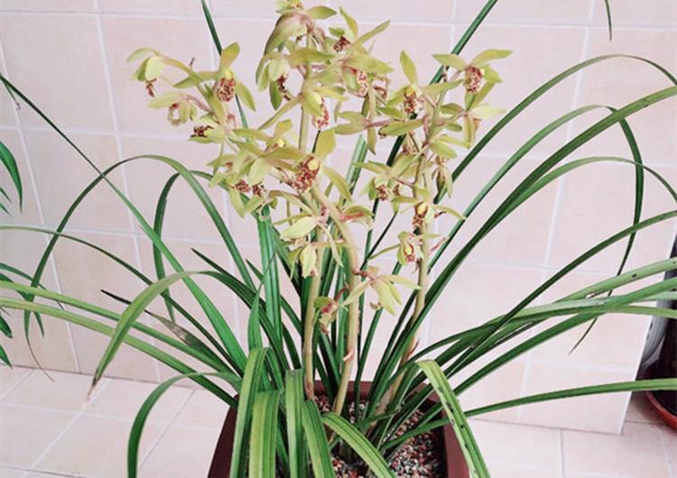 养兰花，给它喷点“生根水”，大白根直冒，长得肥肥壮壮！