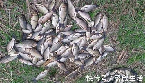 饵料|钓鱼技巧：酒米最科学的制作方法，酒味越浓效果未必越好！