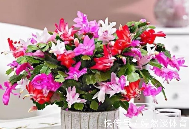 “旺运又招财”的4种花，家里养1盆，招财又招运，添福添财添喜庆