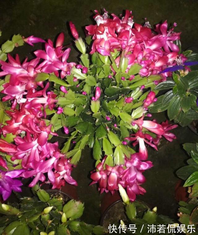 肥水|秋季养“蟹爪兰”，10天浇1碗肥水，开花多3倍，花朵大、花色艳