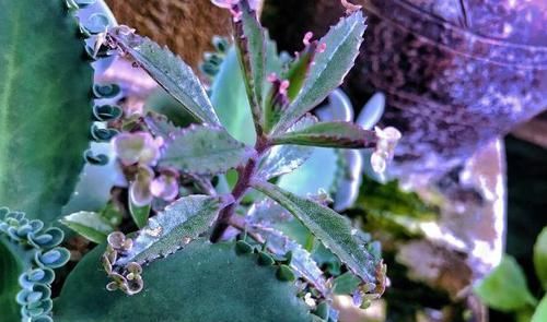 家庭盆栽花草，怕黄叶烂根就喂点药，这些越过期效果越好