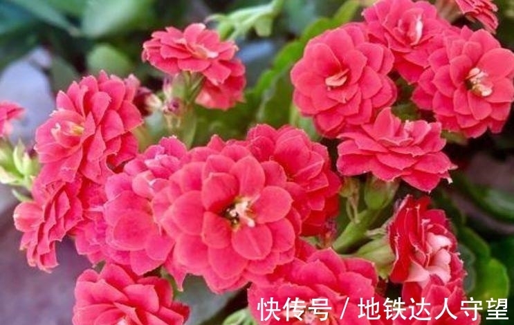 此款花卉，好养易爆盆，一开就美爆，美艳动人，人见人爱！