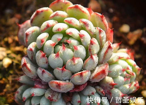 多肉姬莲怎么叶插教你3个小步骤,叶插不仅生根快速越长越旺盛