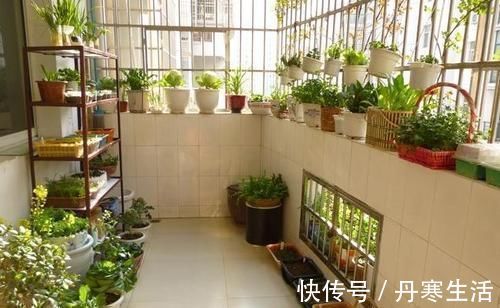 爆盆|家里花太多养不过来?试试4种花,不用精心打理也能爆盆