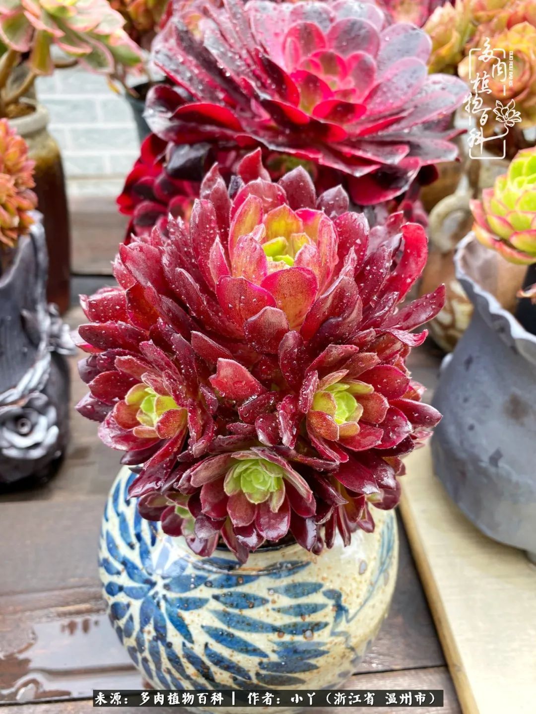 祖上无院家里无矿,一腔浪漫情怀付诸楼顶造花!