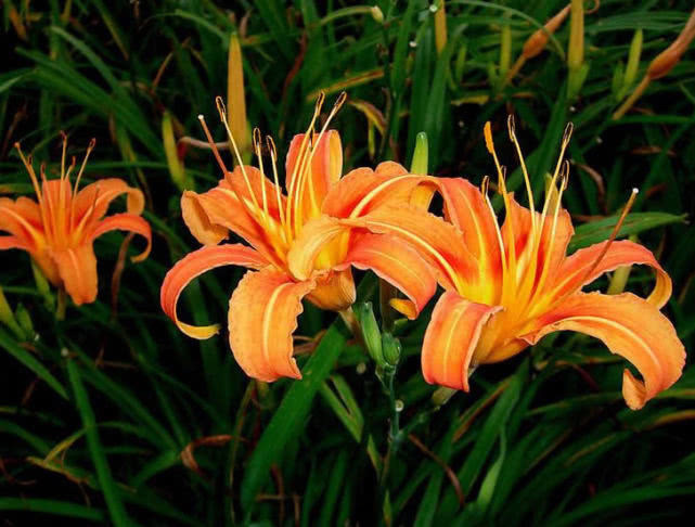 家里适合养这花,花期长,1朵花能开100天,放在阳台就爆盆