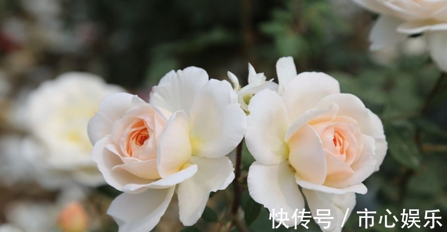 家养月季开花少教你一个小技巧,蹭蹭长花苞,邻居看到问技巧