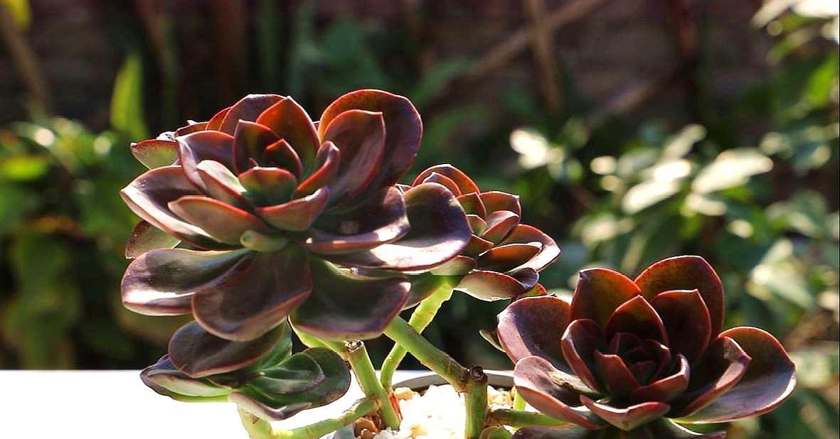 多肉控养方法,2周肉乎乎,长得很快