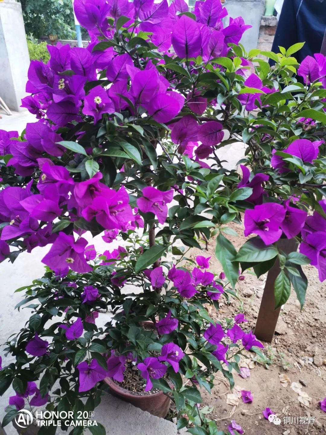 夏季|到了夏季，盆栽三角梅花开得很是鲜艳