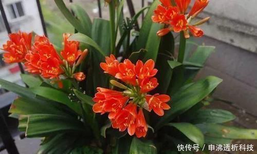 苏子籽|想要植物长得好，一种花肥炒一炒，养花盆底垫一些，3年不用施肥
