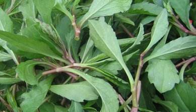 路边菊|女性不想子宫“脏脏的”，多吃三种食物，排出毒素，滋养女性子宫