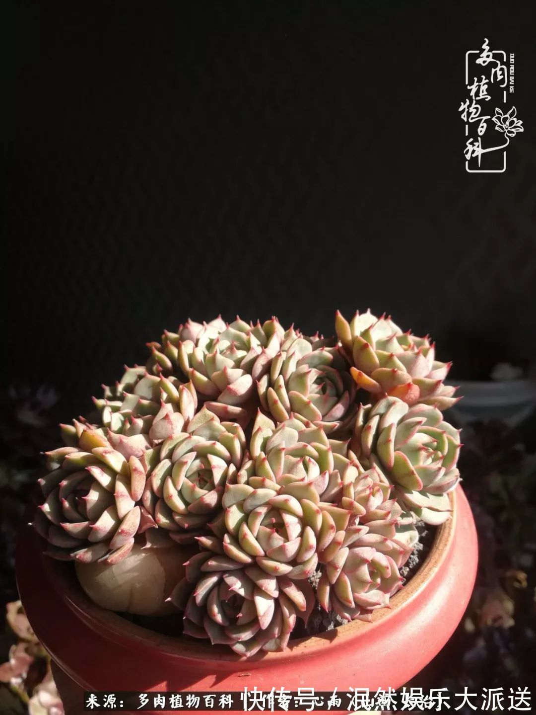 蚧壳虫|为肉痴狂!多肉植物也会用最美的容颜报答我们的勤劳付出!