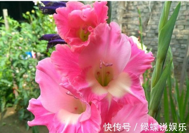 唐菖蒲|3种“忘忧花”,一养就“上瘾”,好养易爆盆,花美心情好!