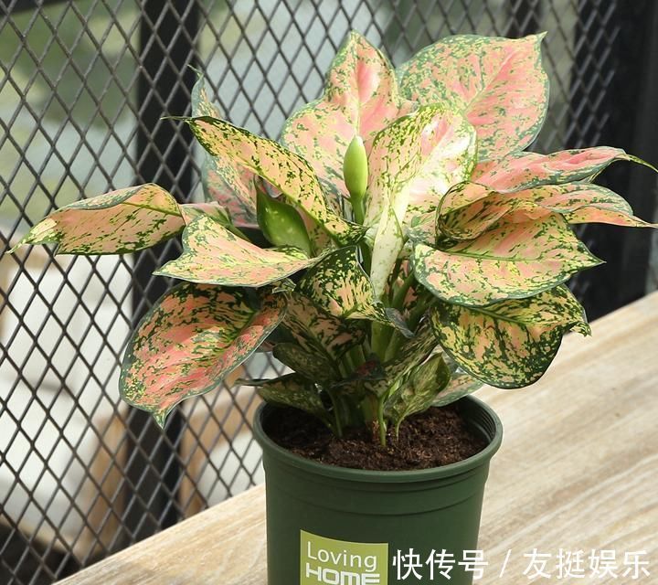 牡丹花|快扔掉家中发财树,真正好看还能净化空气的是这几种,高级又漂亮