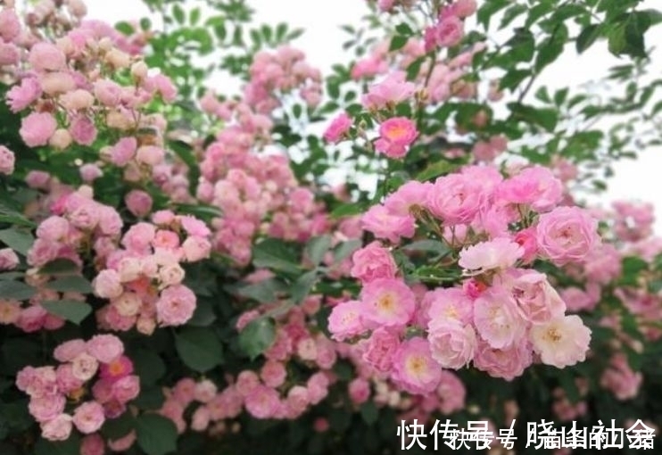 阳台就养4种花，扔土里就能开花，好养又漂亮，美爆了