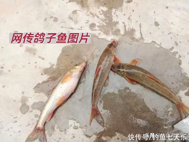 黄河|黄河滩钓获“船钉鱼”，半斤重！老渔民：可能是鸽子鱼，快放了