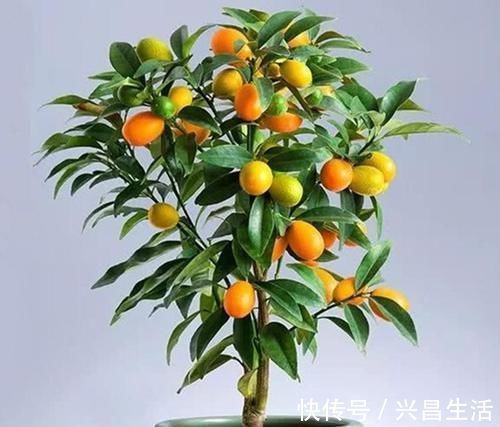 仙客来|8种花一到过年就开花，现在养正是好时候，花开灿烂、寓意吉祥