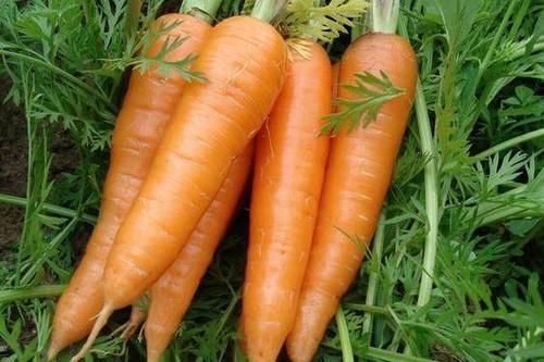  此物|天冷了，爱吃胡萝卜的人，身体不会差，但切忌与此物同食，要谨记