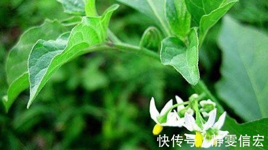 土人参|以下几种野菜,能降血压血脂,消除咽喉发炎,超乎想象