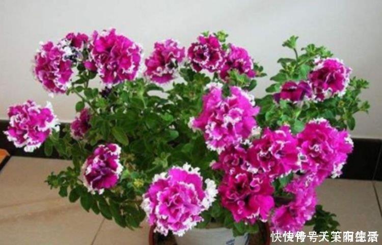 福旺运旺财|4种花养家里，福旺运旺财更旺，来年花开满园，香飘10层楼