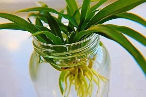 吊兰老是黄叶干尖,不如薅出来扔水盆里,一周生出一圈小吊兰!
