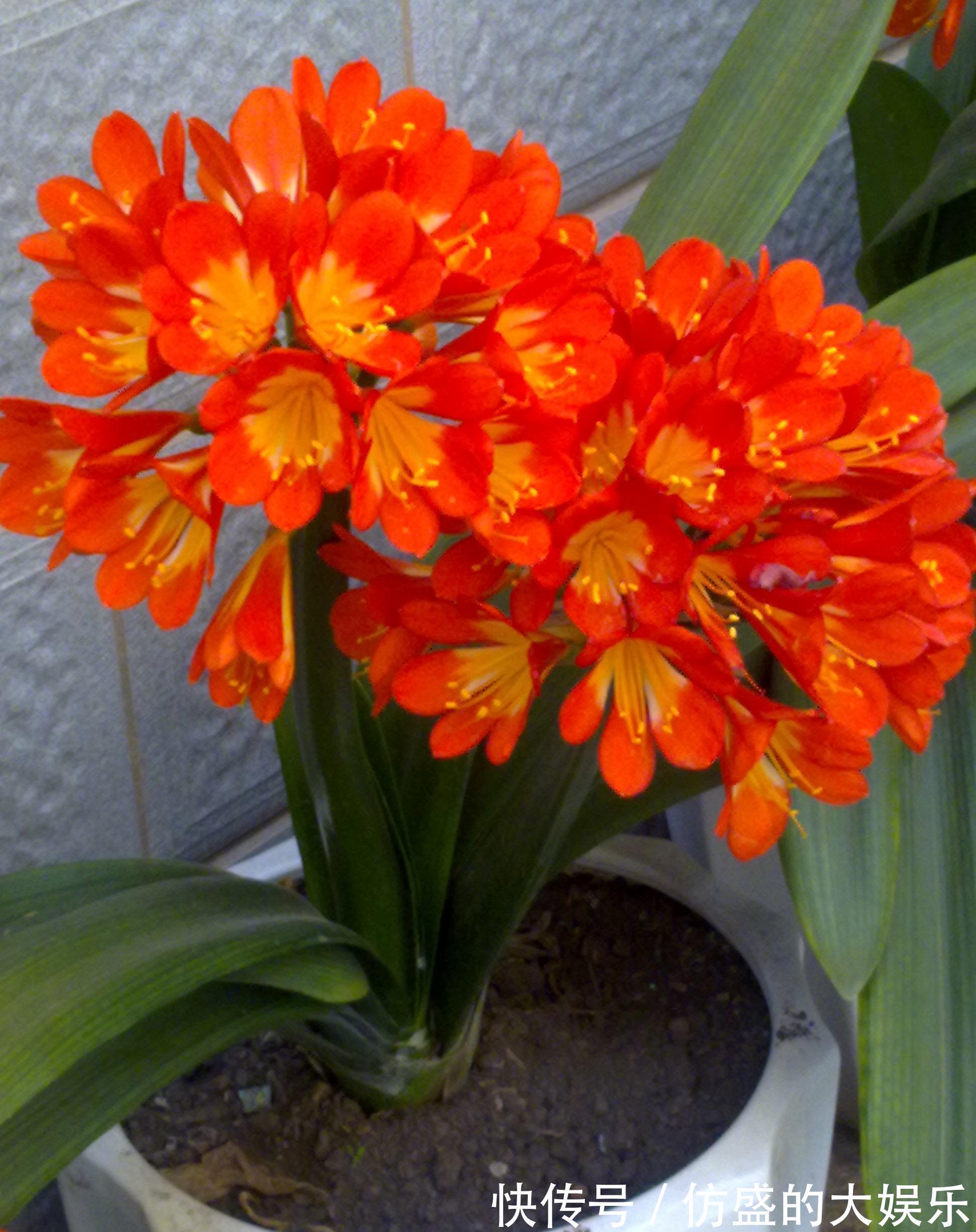 8种“吉利花”,要用“穷养法”,小盆养老桩,富贵又旺家