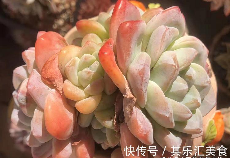 多肉浸盆有什么好处?忘在水里泡一晚上会不会挂掉?要怎么处理?