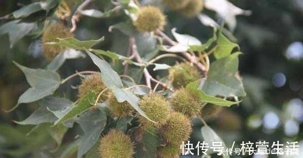 农村|在农村生活数十年,刚知道“路路通”是中药,很多人不认识它