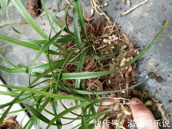 年史|兰花龙蛋怎么形成的兰花龙蛋是龙根苗吗龙根苗和艺兰的关系