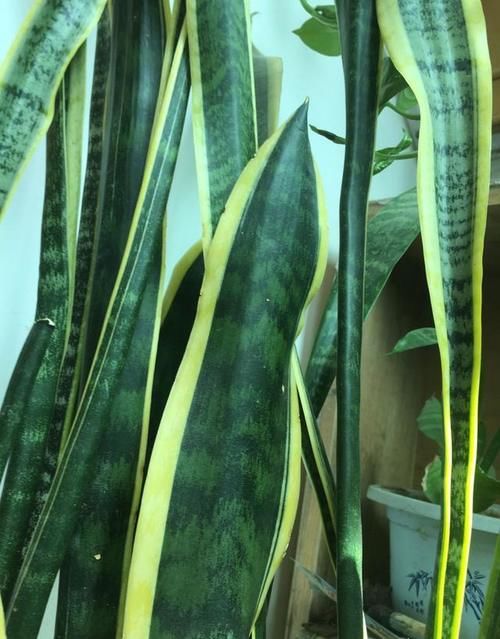 如何让虎皮兰不断长侧芽？