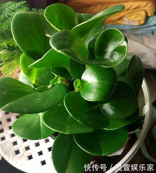 光照|新手学养花，6种“练手花”随便养，做好“功课”，秒变“高手”