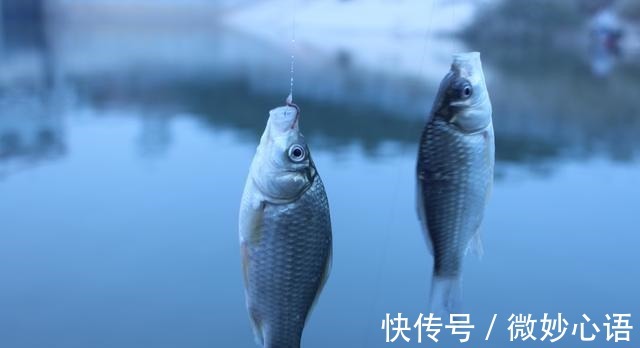 不怕小鱼的蚯蚓挂法，无倒刺鱼钩适用，秋冬野钓上鱼更多！